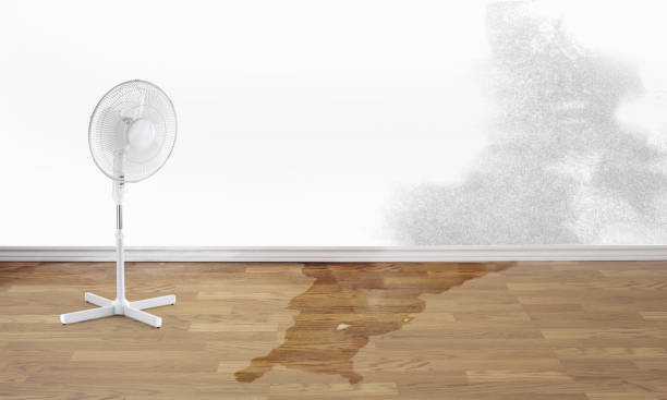 Best Professional water damage repair  in Marceline, MO