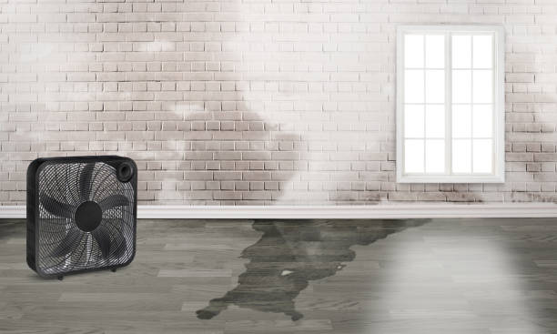 Best 24/7 water damage repair  in Marceline, MO